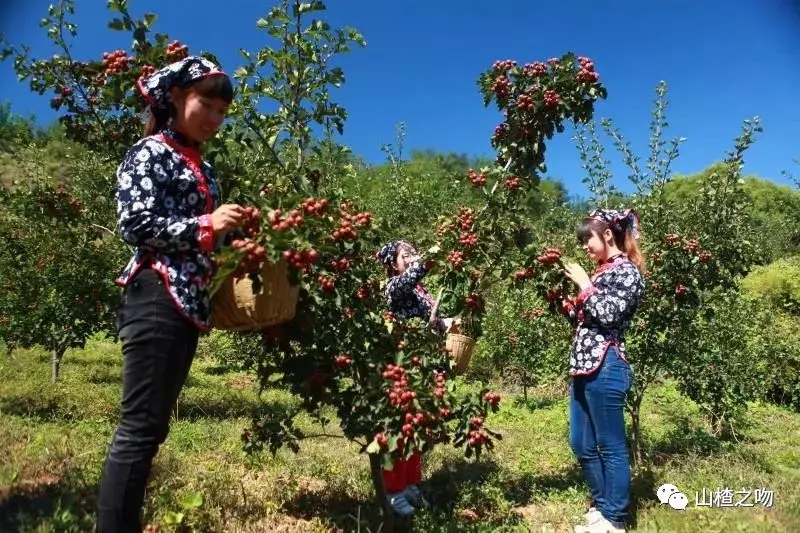 中國(guó)民族品牌