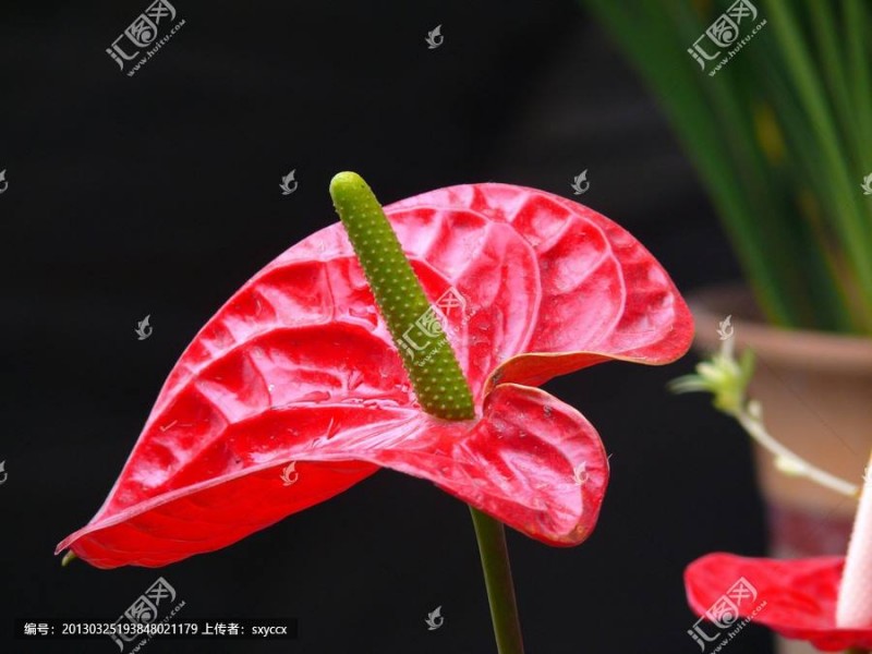 什么是火鶴花 火鶴花怎么養(yǎng)葉子綠開花多