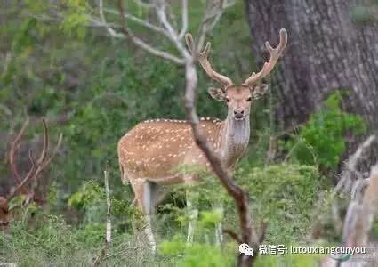 中國(guó)民族品牌有哪些